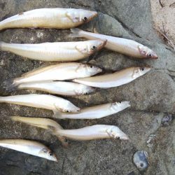 梅雨の合間のキス釣り